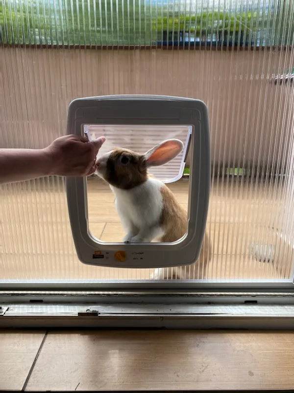 Moskitiera drzwiowa z przejściem dla zwierząt w realizacji na Śląsku - realizacja moskitiery drzwiowej z przejściem dla zwierząt